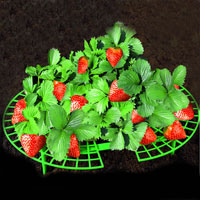China Garden Strawberry Plant Support HT5628