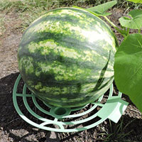 China Melon Squash and Pumpkin Cradles HT5628D China factory manufacturer supplier