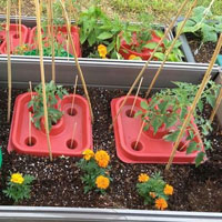 China Tomato Enhancing Tray Plant Tray HT5720C China factory manufacturer supplier