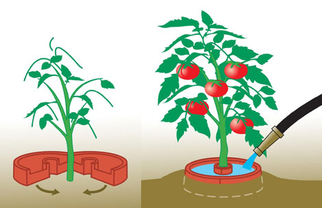 China Plant Halos Tomato Craters HT5720D China factory supplier manufacturer