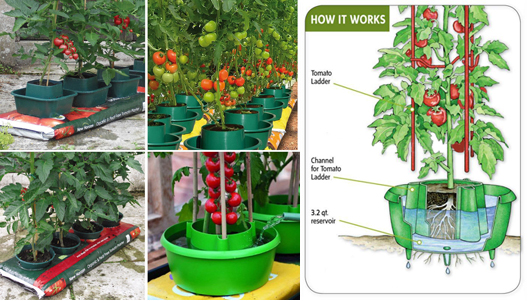 TOMATO WATERING AND PLANT SUPPORT POTS x 3 GROWBAG Elixir Gardens ® PLANT HALOS 