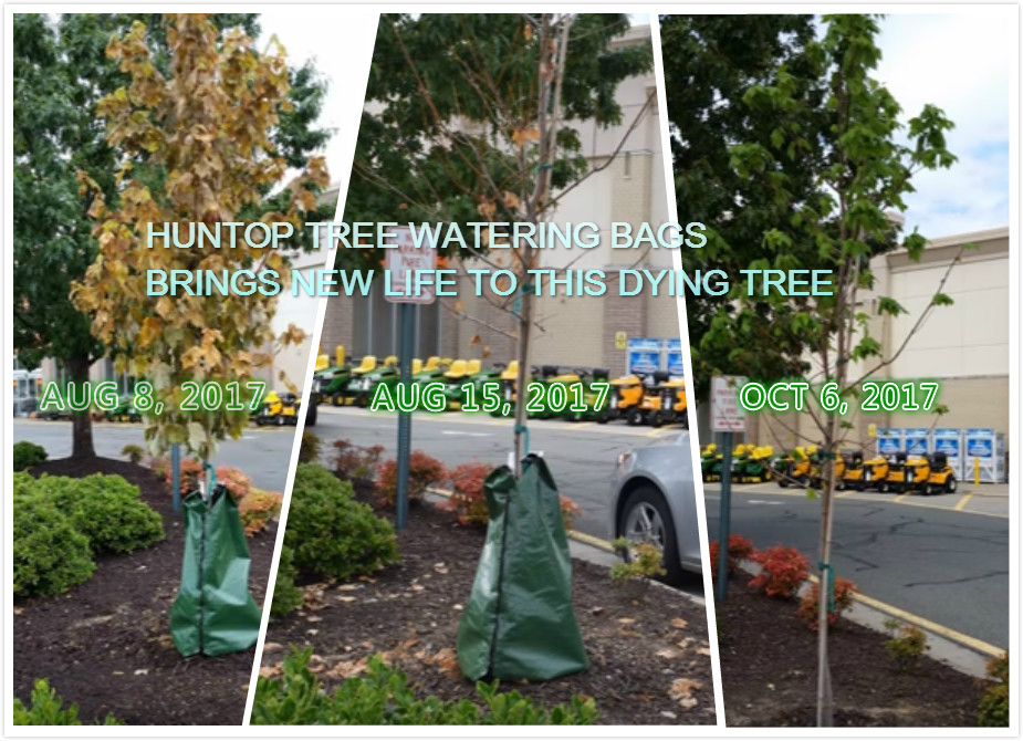 Tree Watering Bags | CLC Tree Services: The Blog