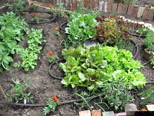 garden soaker watering